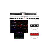 Kit banda LED SMD sub masina cu telecomanda  Cod: LE55RGB / FS-001